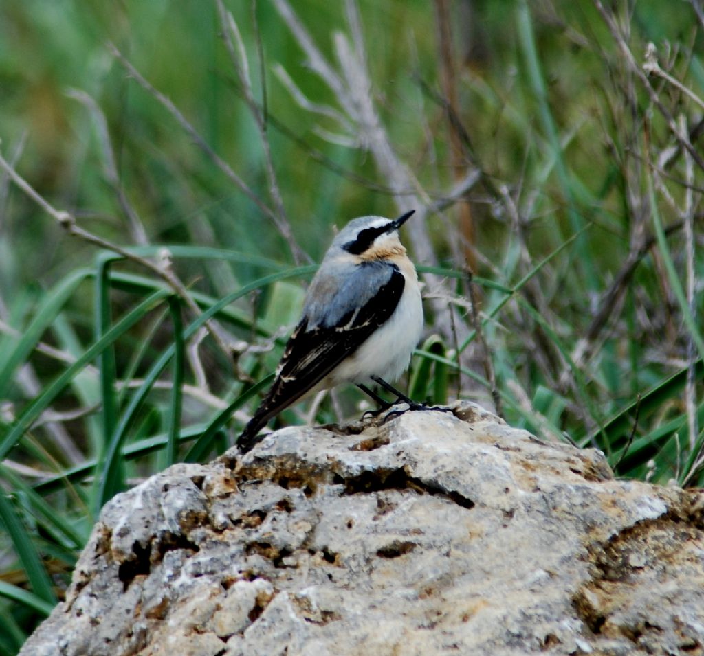 Culbianco  (Oenanthe oenanthe)